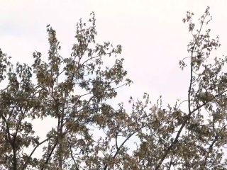 Bitten A Venomous Mommy and Son Story · AimeeWavesXXX · Mommy JOI Clip